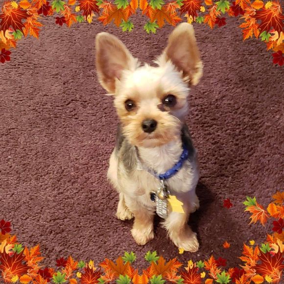 Meet your Posher, Sandra - Picture 1 of 1